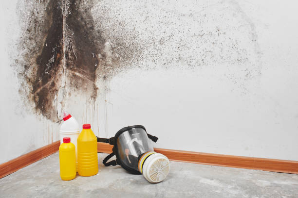 Best Industrial Mold Remediation in Bellflower, CA