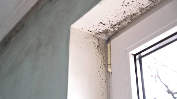 DIY Mold Remediation Support Services