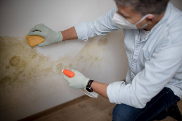 Best Bathroom Mold Remediation in Bellflower, CA