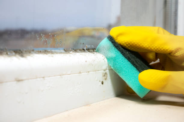 Best DIY Mold Remediation Support Services in Bellflower, CA