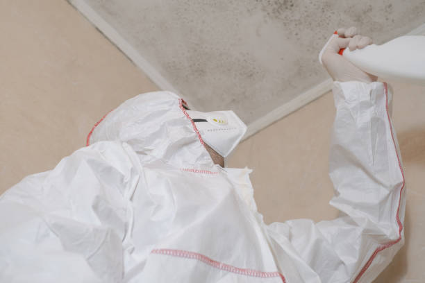 Best White Mold Remediation in Bellflower, CA